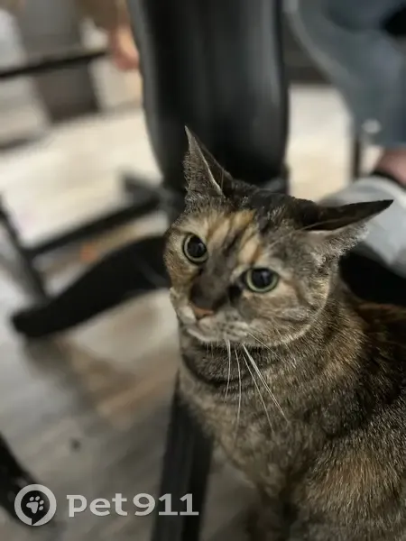 Lost female cat, Needmore Road, Clarksville - orange markings - photo