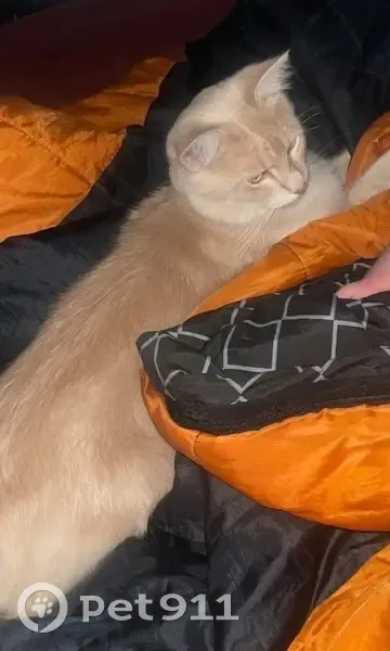 Lost male cat, Benalla, Victoria - photo