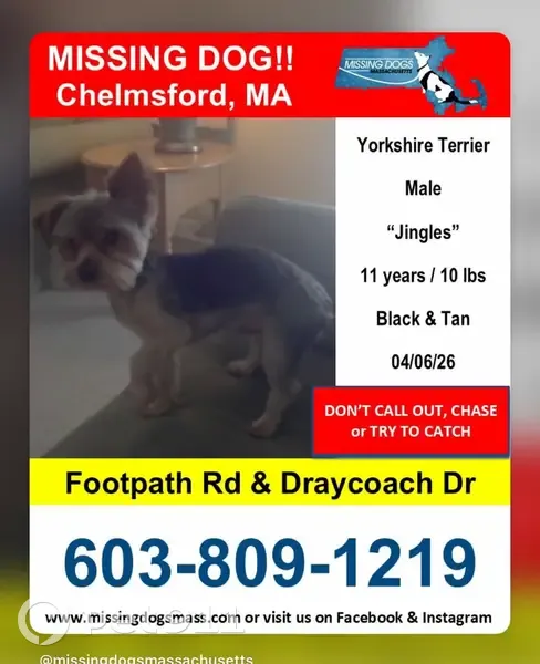 Missing dog Male, Lowell (usl534598) - photo