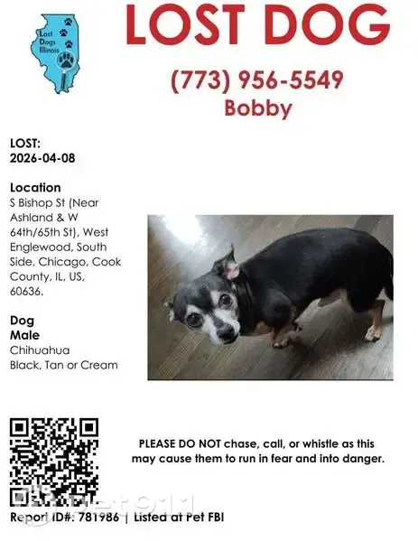 Lost male dog, South Bishop Street, Chicago - timid and small - photo