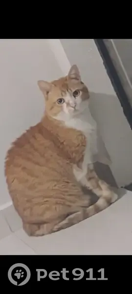 Gato desaparecido Macho (brl002604) - photo