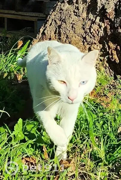 Chat perdu, Rue du Muscadet, Montpellier - yeux vairons - photo