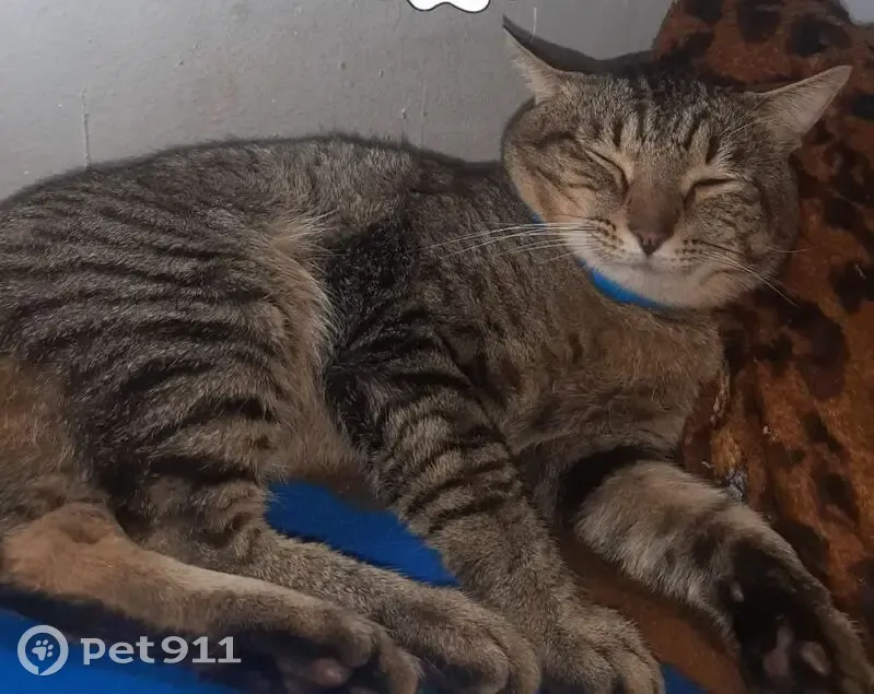 Lost male cat, Irvine Avenue, Pretoria - photo