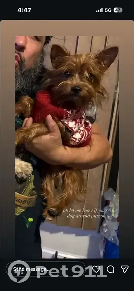 Missing dog Female, Scranton (usl534603) - photo