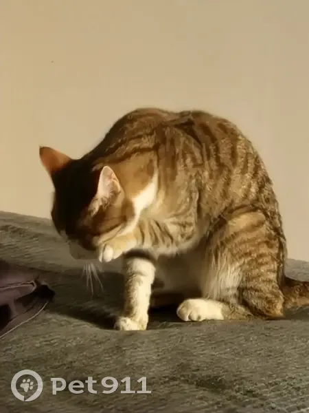 Trouvé Chat, Vaulx-en-Velin, Paris - Blanche et tigrée - photo
