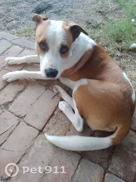 Lost male dog, Sunny - white and brown mixed breed - photo