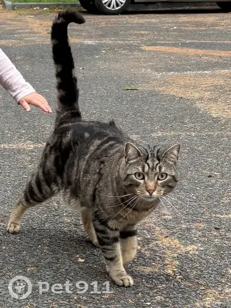 Chat perdu, Rue Roland Tylipski, Bordeaux - mâle européen tigre - photo