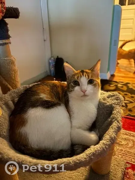 Lost female cat, Ruatan Street, Silver Spring, Arlington - shorthair tabby calico - photo