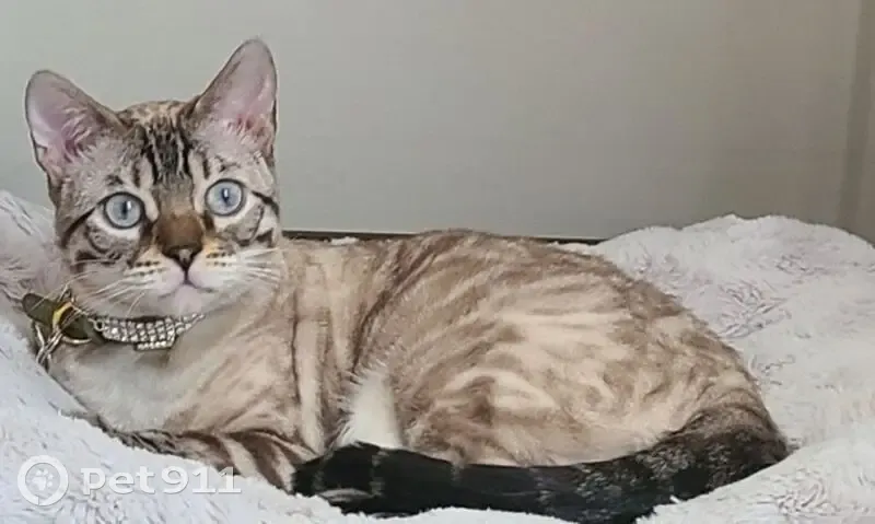 Lost female cat, Trotter Ridge Drive, Mooresville - Bengal Tabby Point - photo