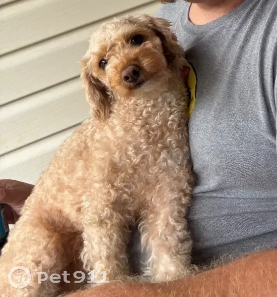 Lost male dog, Sunlight Road, Alpharetta - black leash attached - photo