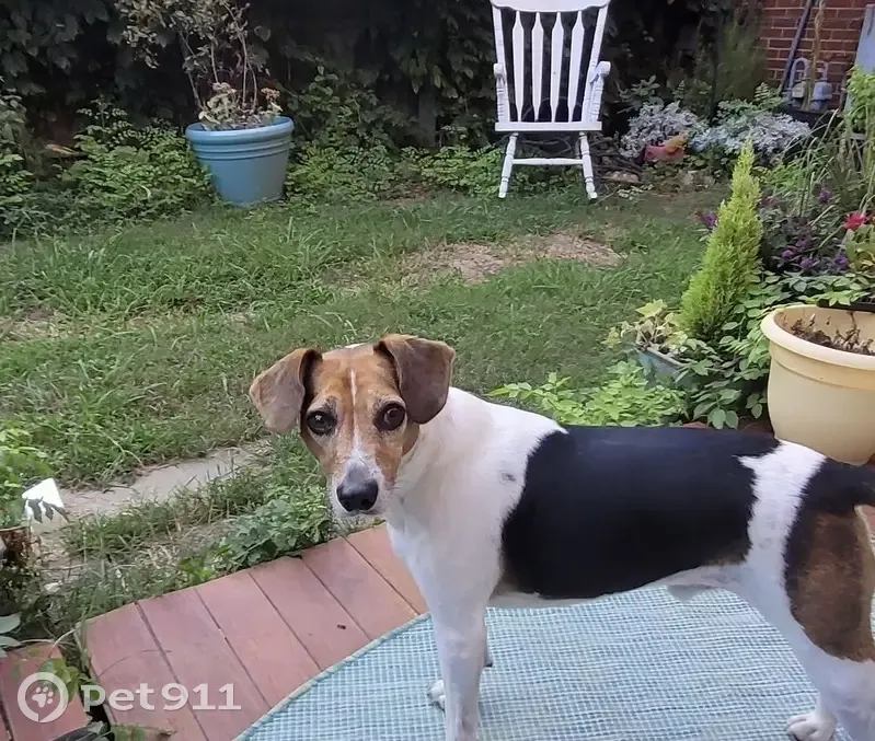 Lost male dog, Forestford Road, Richmond - Jack Russell beagle mix - photo
