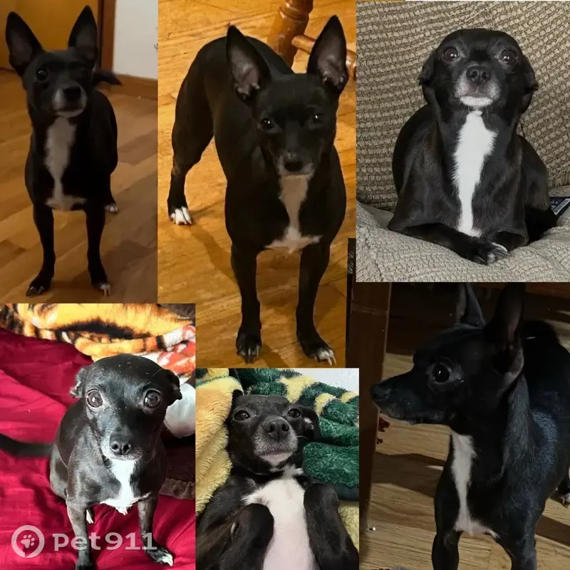 Lost female dog, West 44th Street, Chicago - black Chihuahua with a white beard - photo
