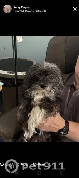 Lost female dog, Victor Avenue, 2205, Lansing - very skittish - photo