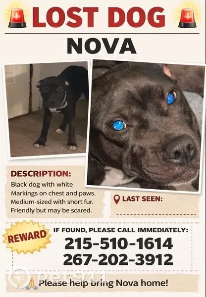 Lost female dog, Philadelphia - black with white markings - photo