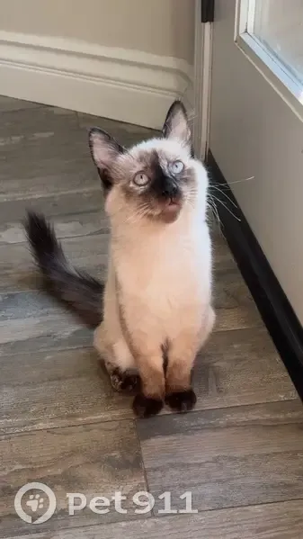 Lost female cat, Vista Florida, 14900, Bakersfield - cream/white with seal point face - photo