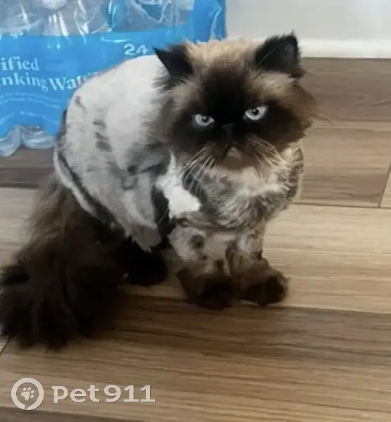 Lost male cat, West Hampton Drive, Joliet - Himalayan with buzzed cut - photo