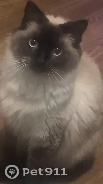 Lost female cat, Circle Drive, 119, Belton - brown and white Siamese with blue eyes - photo