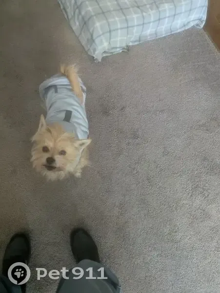 Lost male dog, Airport Highway, Toledo - golden terrier mix - photo