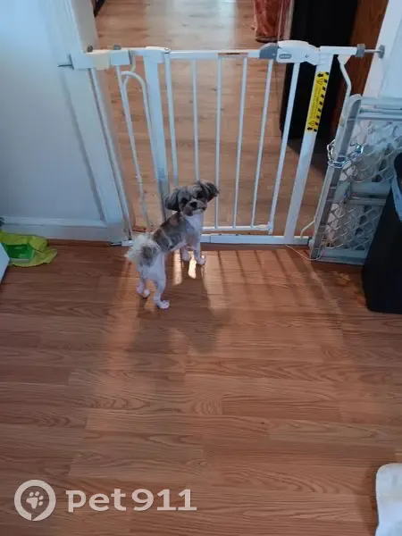 Lost male dog, Saint Pauls, Norfolk - tri color - photo