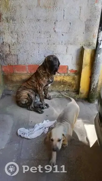 Cachorro perdido Macho (brl002607) - photo