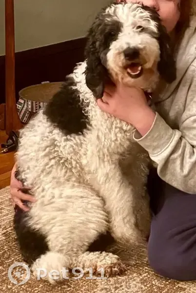 Missing dog Female, Minneapolis (usl534623) - photo