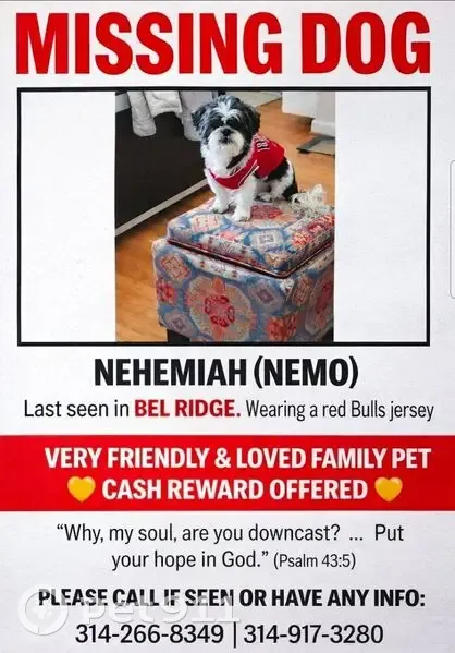 Lost male dog, Dunn Road, St. Louis - dark brown and white - photo