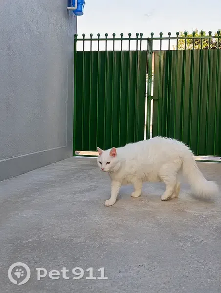 Gato desaparecido Macho (brl002608) - photo