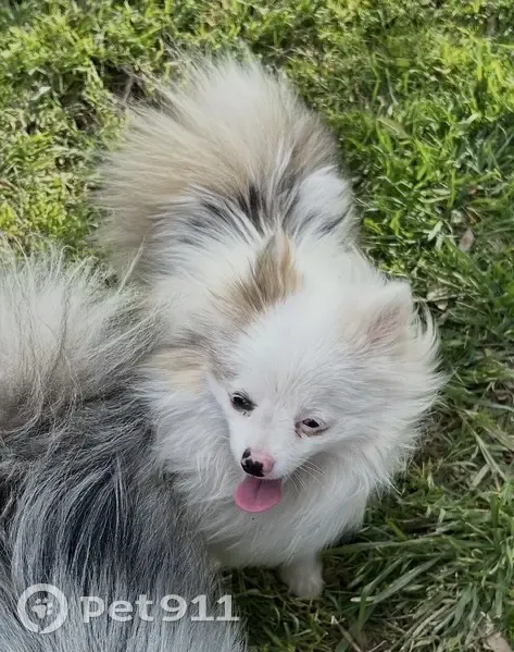 Lost dog, Stockdale Frontage Highway, 5826, Bakersfield - female Pom Merle - photo