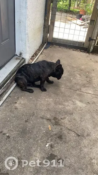 Lost male dog, Hwy 90 near Edgewater Mall, Biloxi - brindle French bulldog - photo