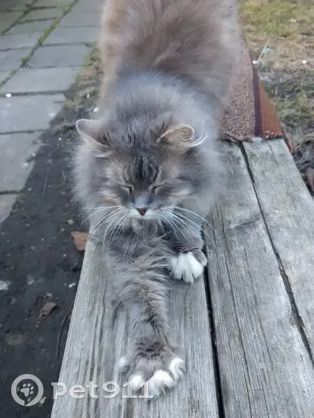 Зникла кішка, Караїмська вулиця, 5, Львів - сіра, пухнаста, подібна до сибірської - photo