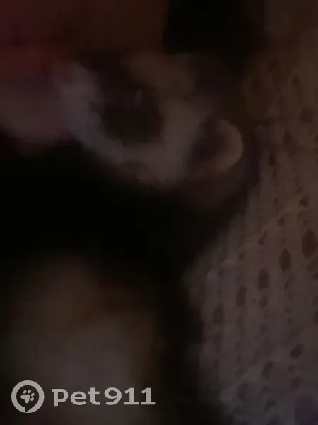 Lost female cat, Middleborough, Massachusetts - brown with white around her eyes - photo