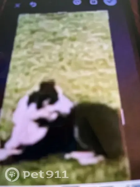 Lost male dog, US 23, Louisa - black and white with shock collar - photo