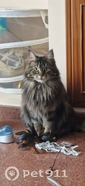 Perdido gato hembra, Calle Miguel Marín, Almendralejo - muy asustadiza - photo