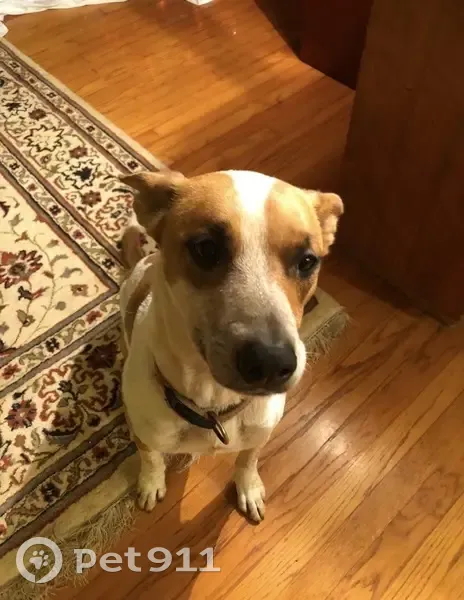 Lost Female Dog, Hao Street, East Honolulu - caramel color - photo