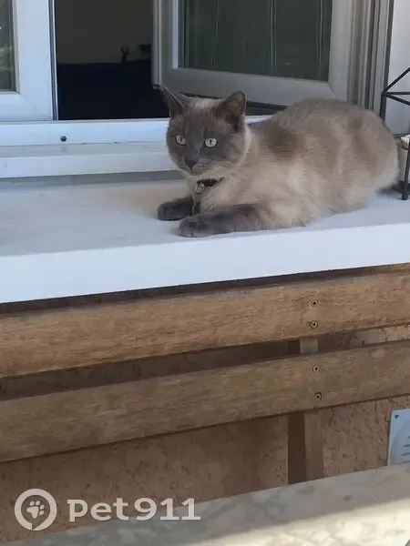 Chat perdu, Rue Molière, Décines-Charpieu - Siamois aux yeux bleus - photo