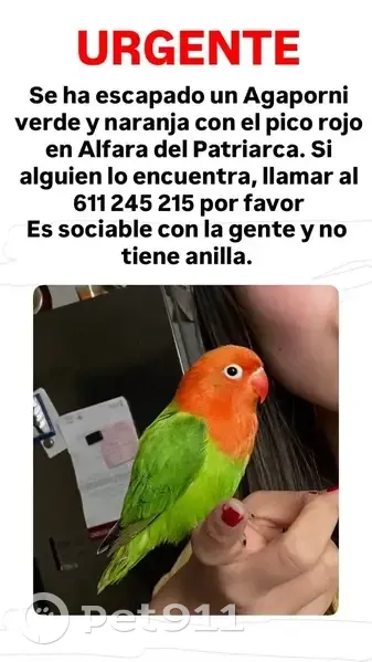 Perdido ave masculino, Carrer Bonifaci Ferrer, 8, Alfara del Patriarca, Salamanca - photo