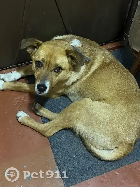 Знайдено собака, жіночий, проспект Космонавтів, 40Б, Вінниця - з ошийником - photo