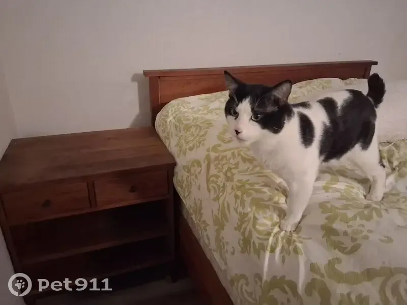 Lost male cat, National Avenue, Costa Mesa - looks like a cow with green eyes - photo