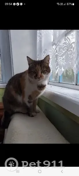 Зникла кішка, триколірна, Лука-Барська, Вінницька область - нашийник з QR-кодом - photo