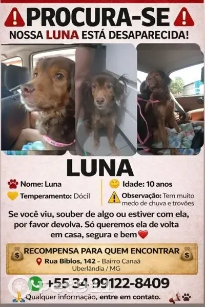 Cachorro perdido Fêmea (brl002609) - photo