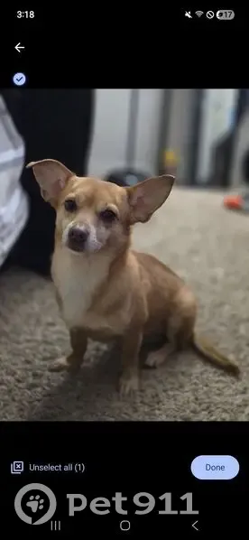 Lost male dog, Silo Road, Bonham - tan with white chest - photo