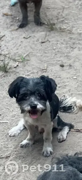 Lost male dog, New Braunfels, Texas - neutered - photo