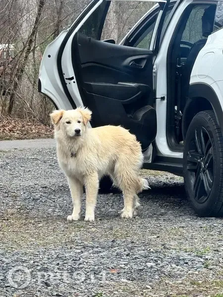 Lost male dog, Pleasant Grove, Maryland - white/cream fluffy coat - photo