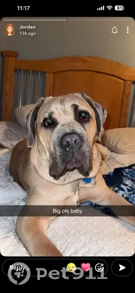 Lost female dog, Singer Road, Bel Air South - fawn colored with black mask - photo