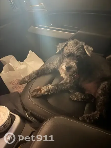 Lost male dog, South Calle Cordova, Tucson - black and gray with blue collar - photo