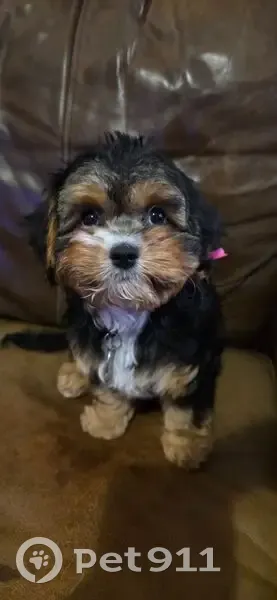 Lost female dog, Mary Rose Street, Greenbrier - tricolor Cavalier King Charles Spaniel and Poodle mix - photo