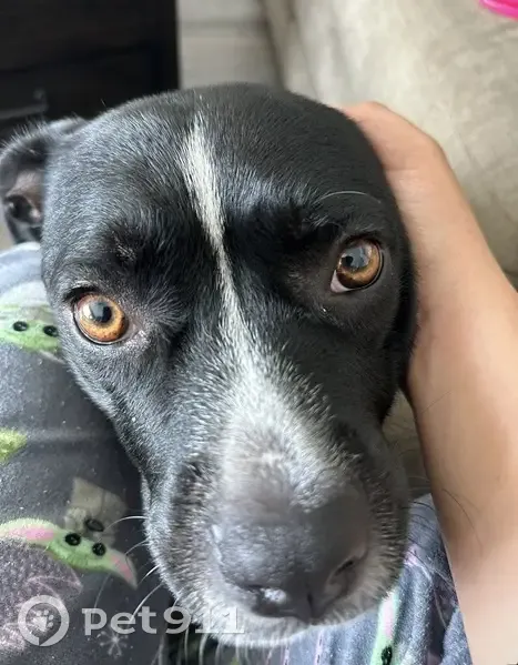 Lost female dog, Fort Stewart, Georgia - friendly, black and white - photo
