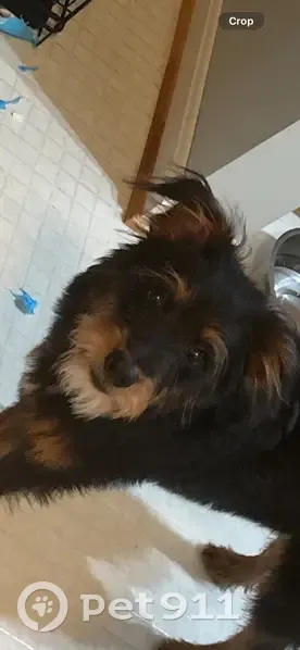 Lost female dog, Kentucky 1940, Paris - short ragged hair - photo