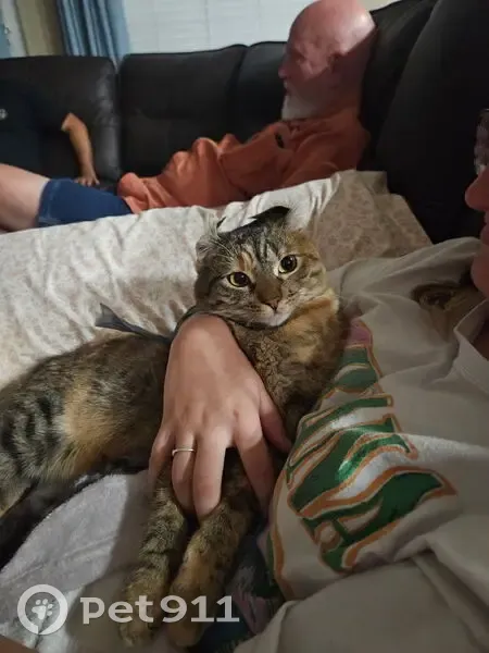 Lost female cat, Acres Road, Temple - orange/white fur, purple collar - photo