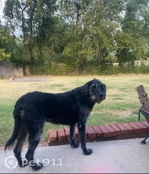 Lost Female Dog, South Independence Street, Sapulpa - Black Lab Mix - photo